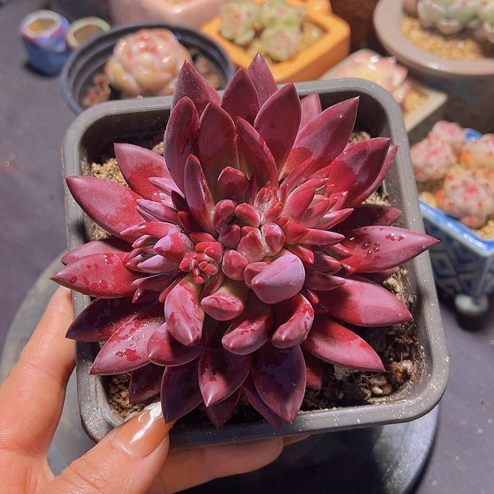 格*车厘子杂，多肉植物