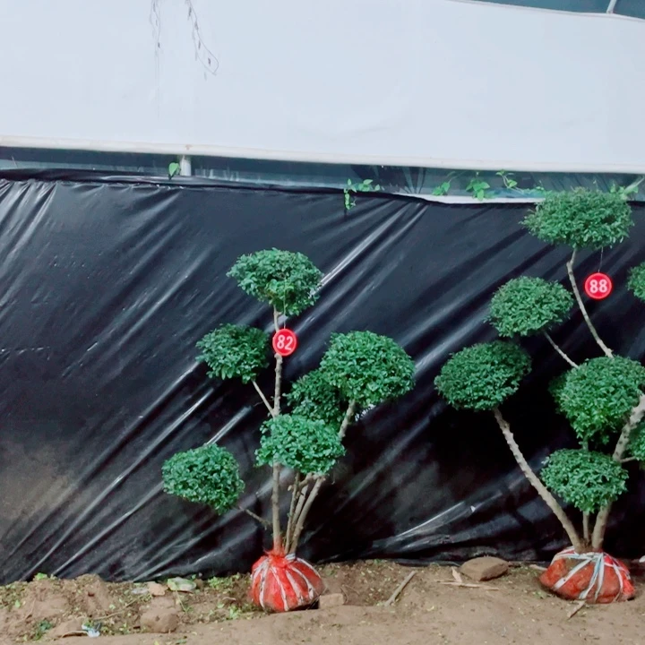 无花朵一物一拍一物一图