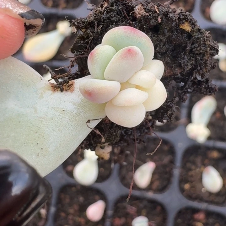 花斑鹿锦一物一拍 554