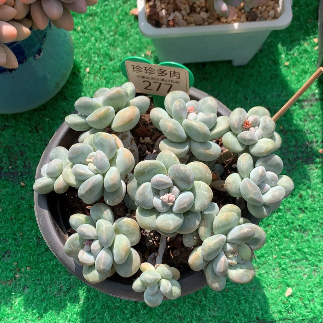 李***c丸叶香玉矮桩平头277寄养