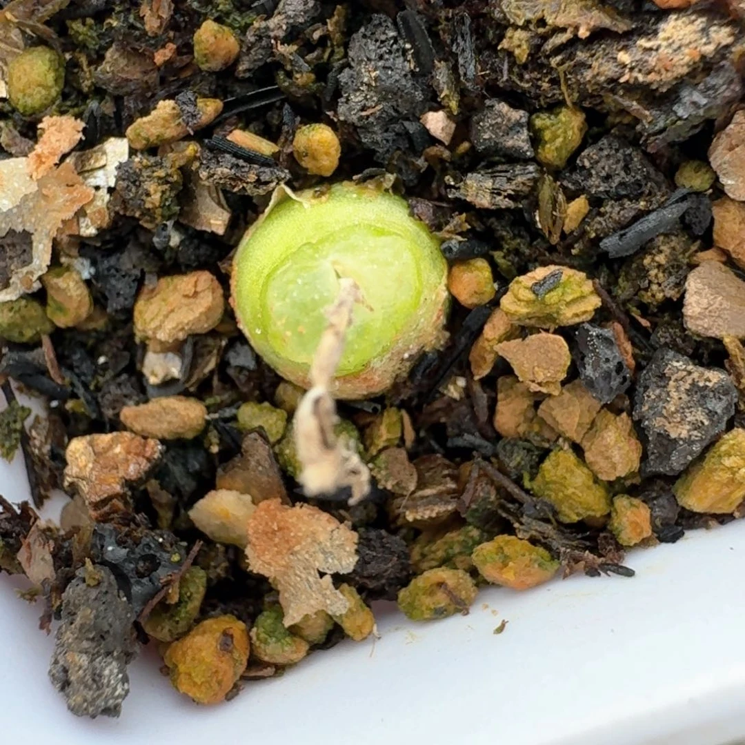 121小葫芦母本脱土发货