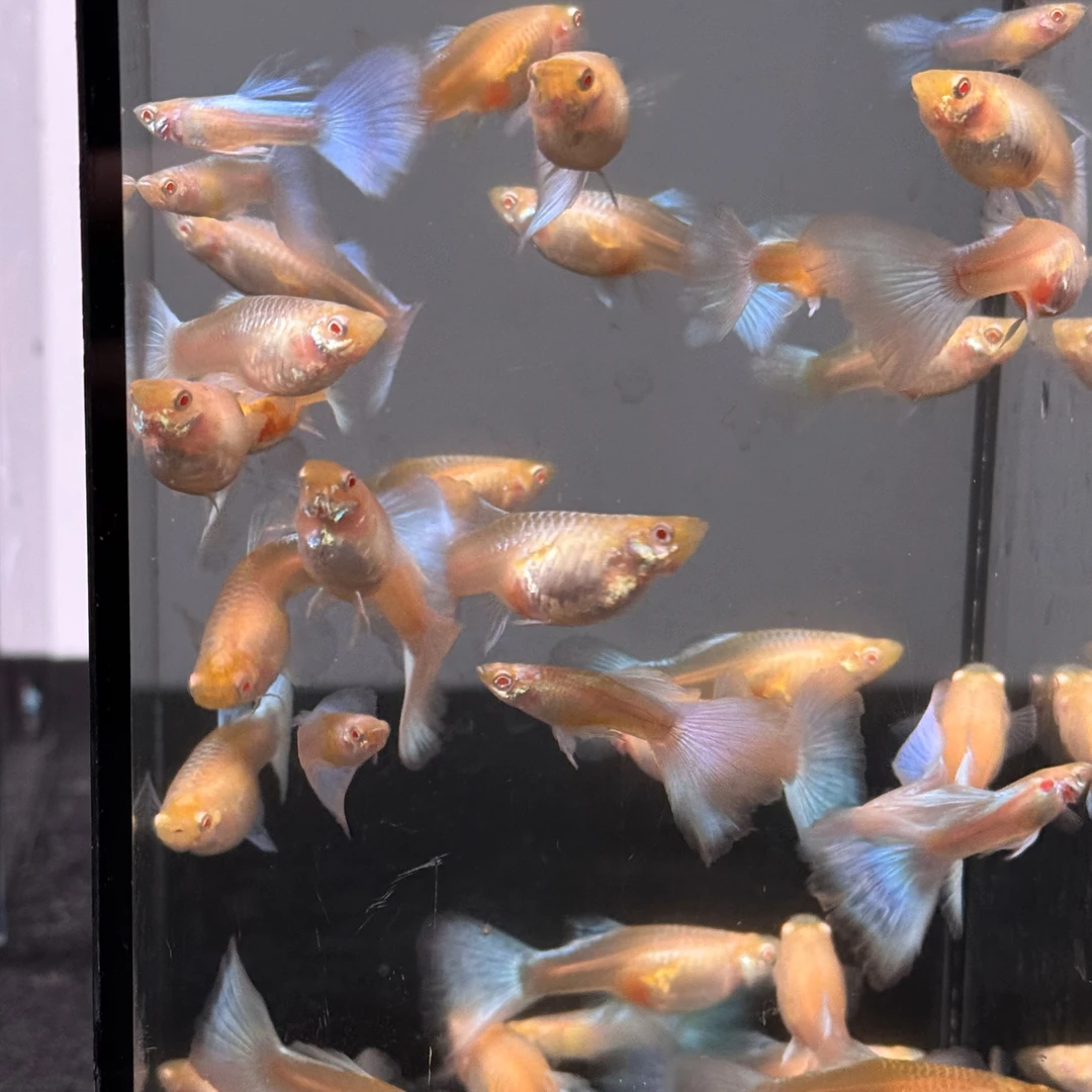 大天空蓝孔雀鱼孕母小鱼【开箱视频报损，直接拆袋视为鱼没问题】