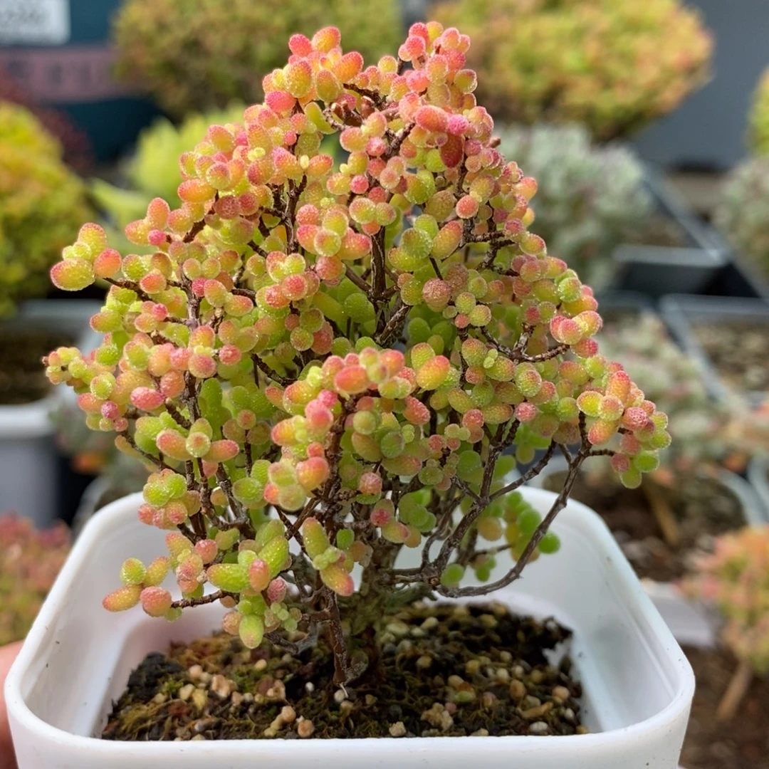 2306蜜橘糖球 。
