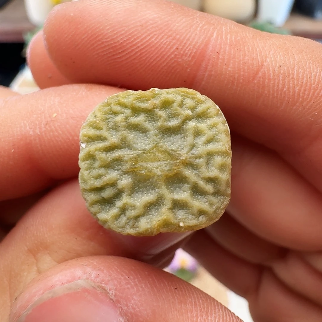 多肉植物福利肉锥7778超级烧卖334