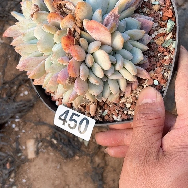 ❤️****多肉植物一物一拍