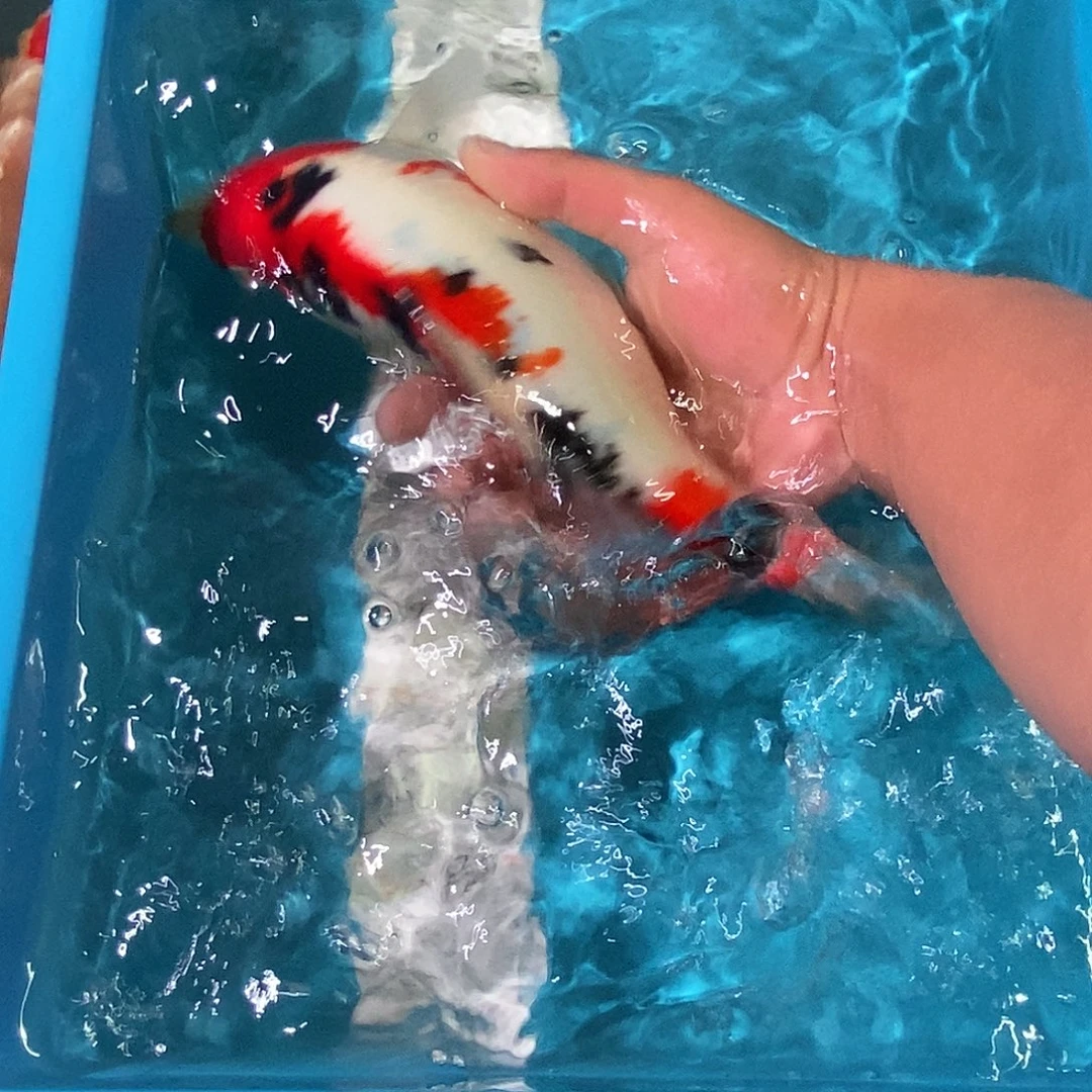 锦鲤红白三色包邮包损