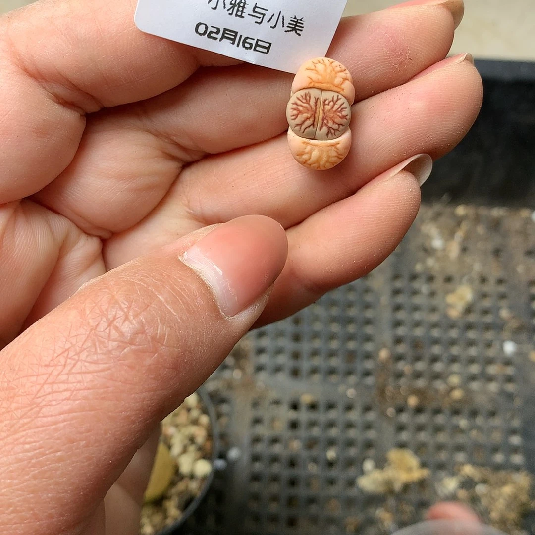 K737多肉植物保护研究所