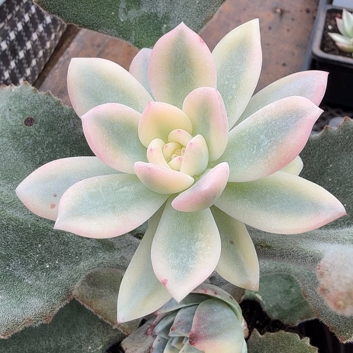 大锦边橙梦露锦一颗