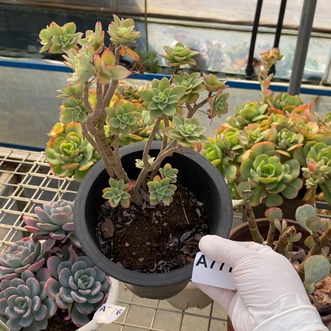 流****777清扬薄化妆一物一拍