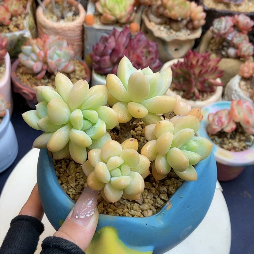 【闪购商品】～***～美人 杂