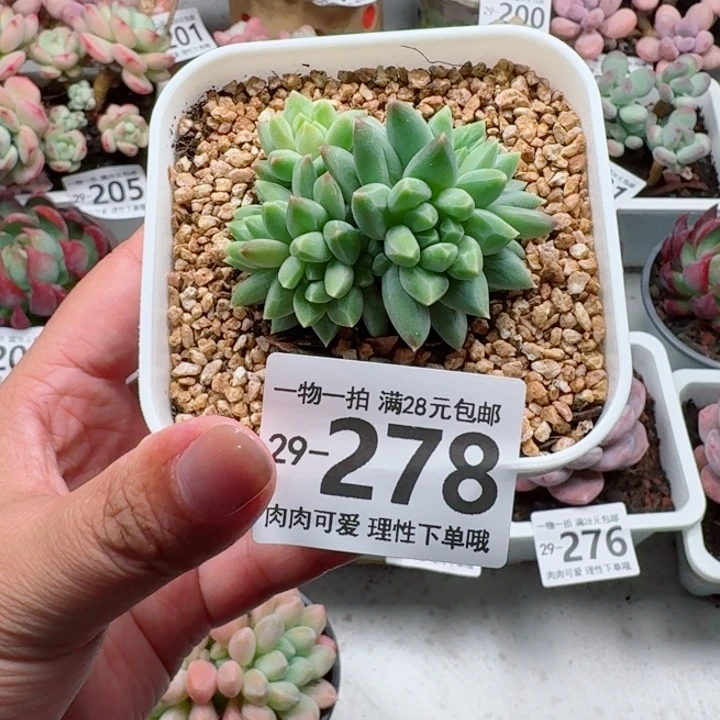 胖体青花瓷的多肉多肉多肉植物
