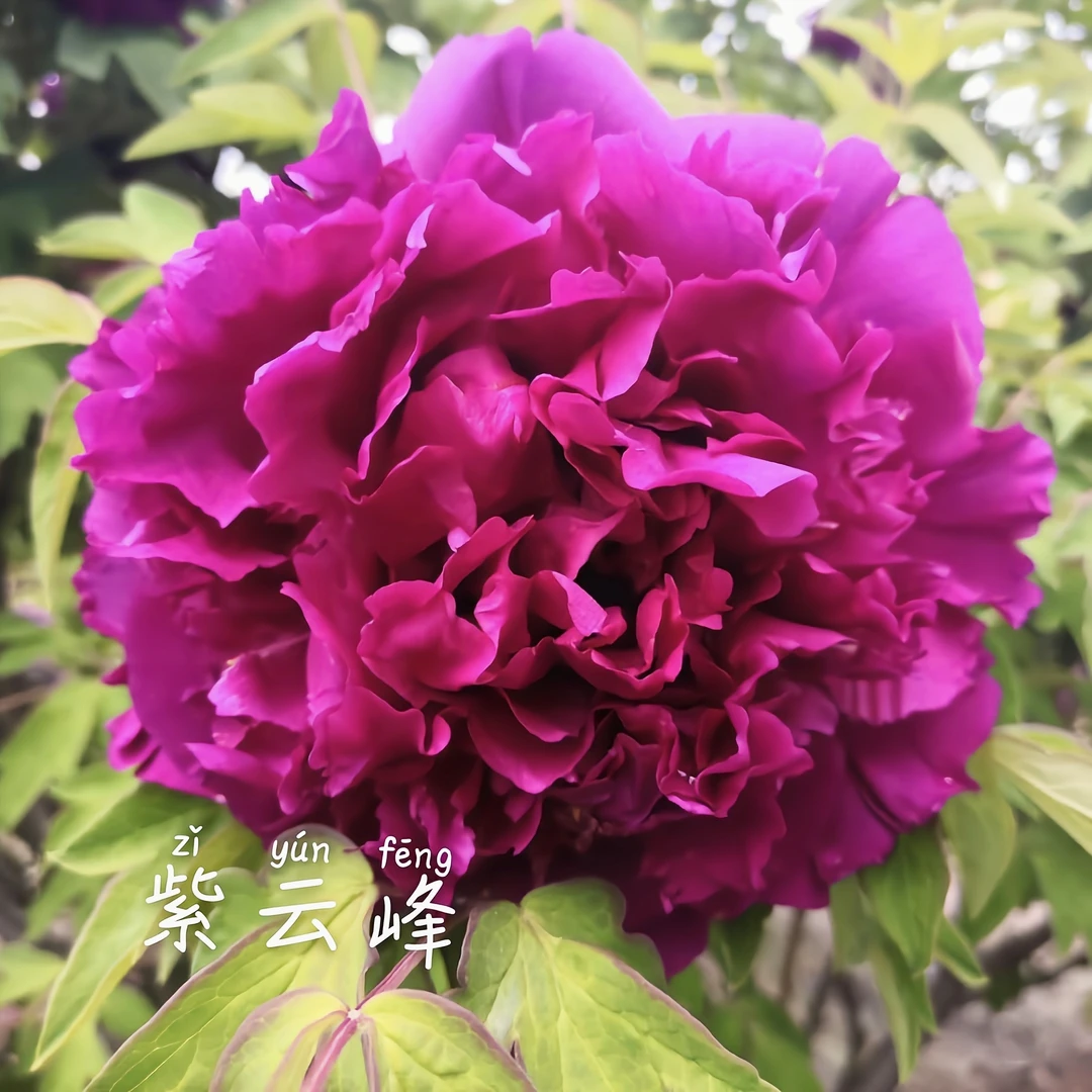 紫云峰两年嫁接苗