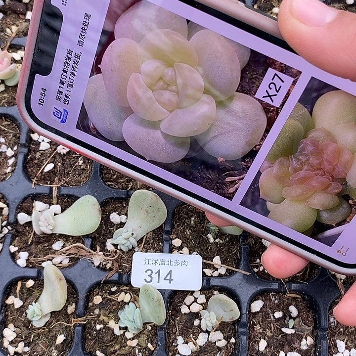 标314熊猫x27芽苗一个