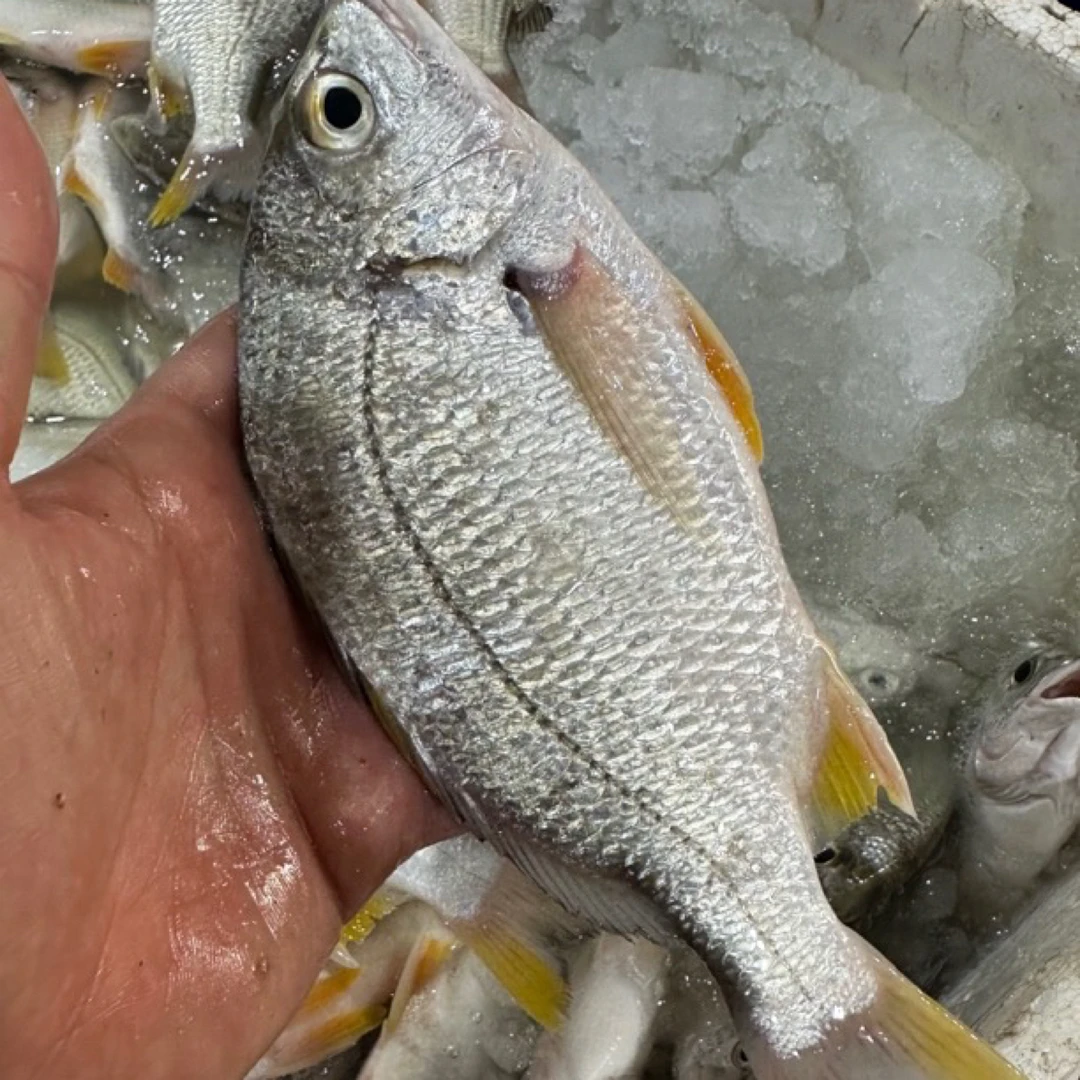 黄脚立 黄翅鱼 可清蒸 可煮汤肉质鲜嫩