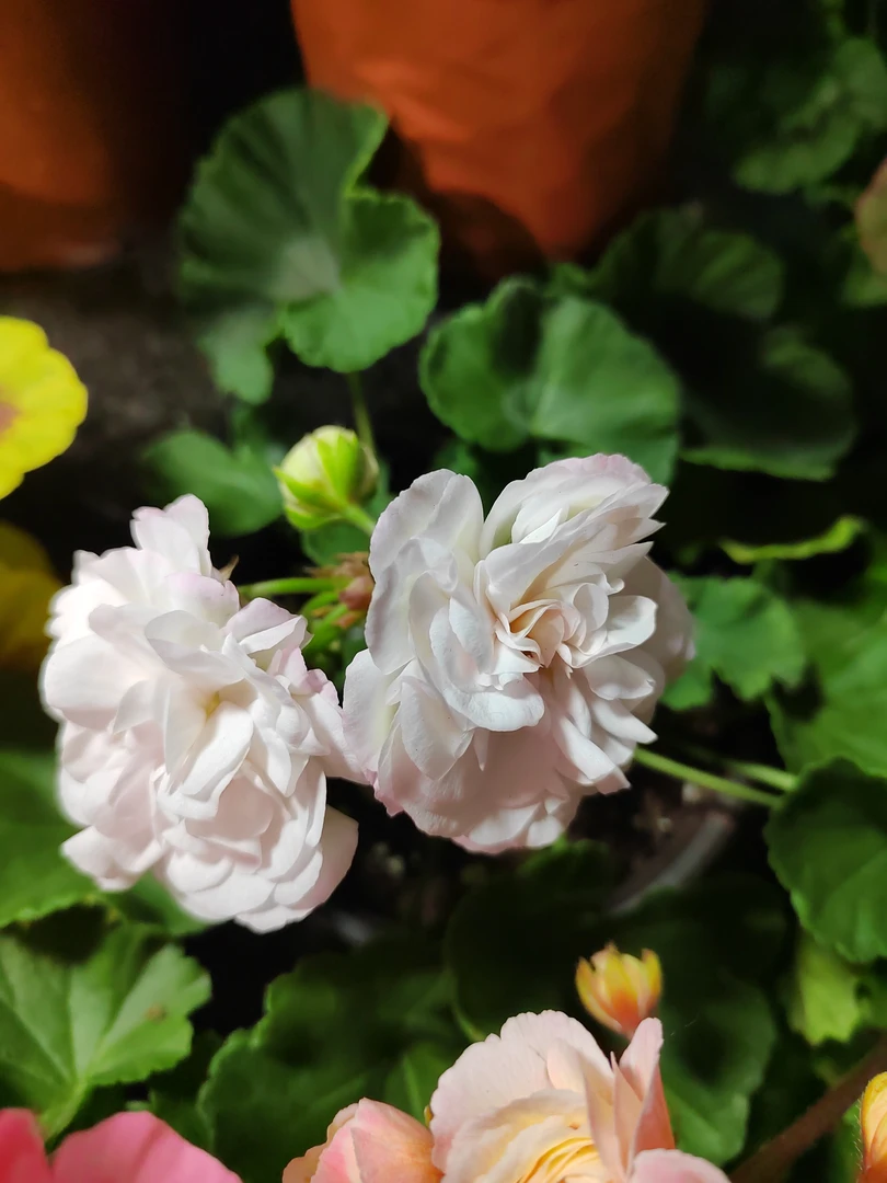 【奶茶】天竺葵（零下拍保温冻坏不售后）