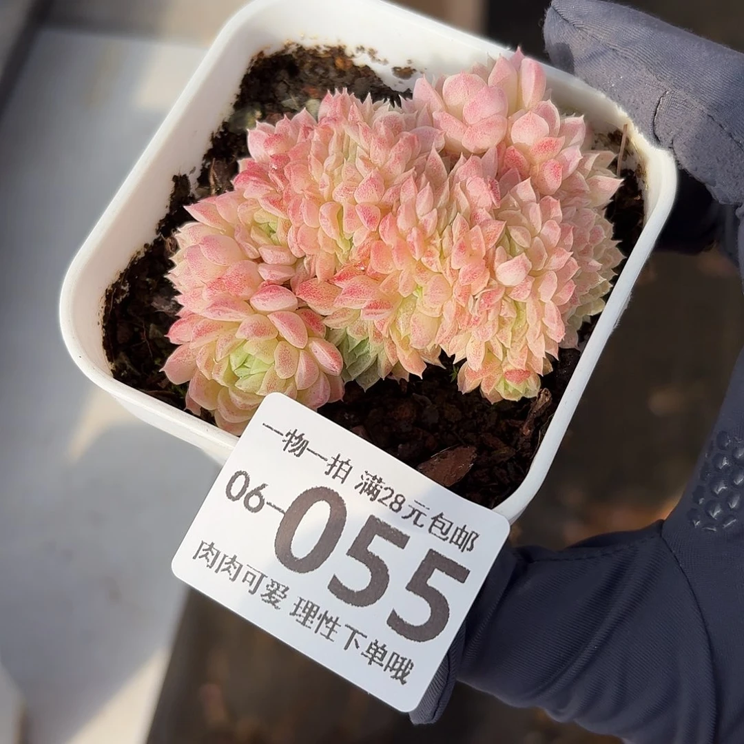 羊脂球缀无盆土发货无