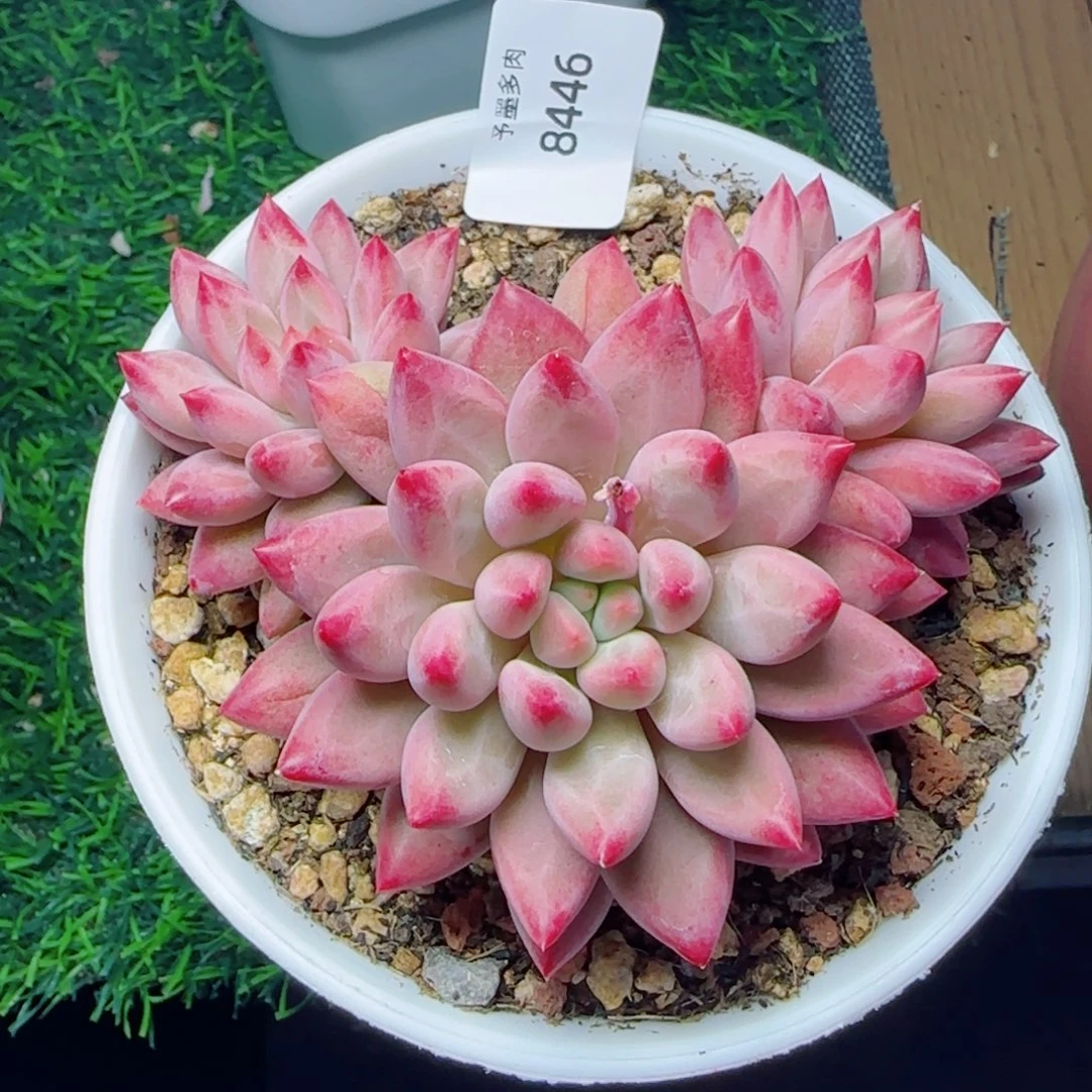 虞美人，8446多肉植物