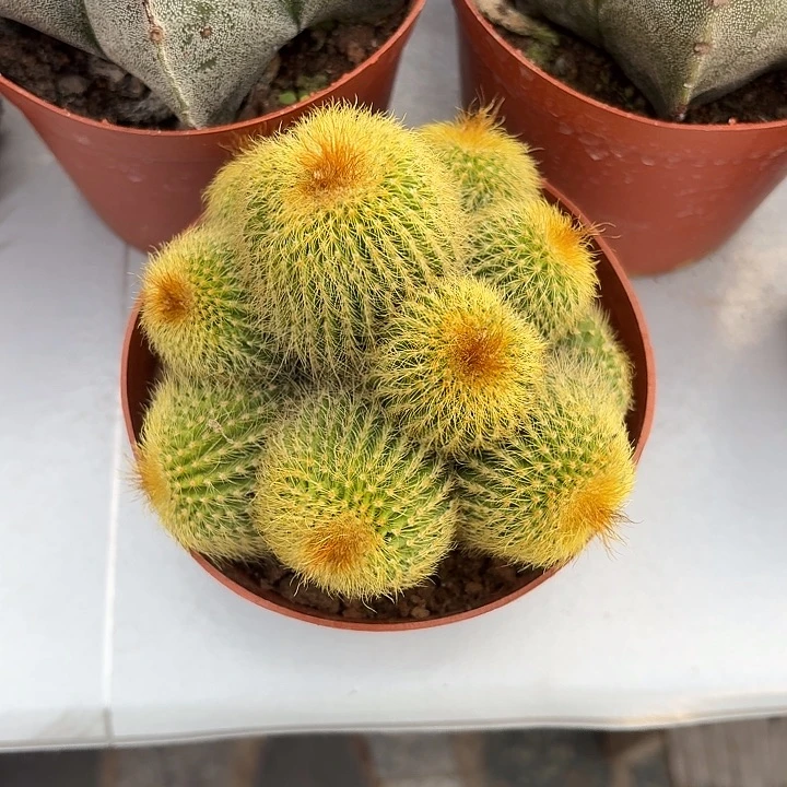 用****7金丝猴仙人球123