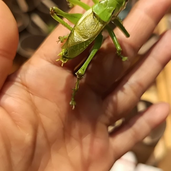 用***7鸣虫蟈蝈新脱蟈蝈葫芦