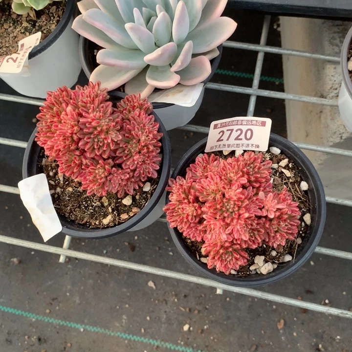 无花朵专拍链接多肉植物