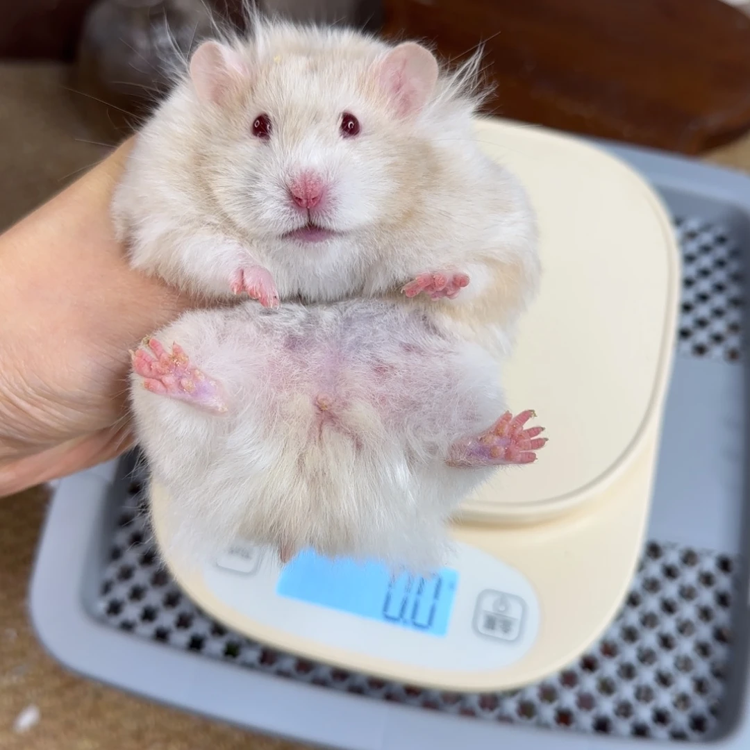 银鸽灰波妹妹8.08生日