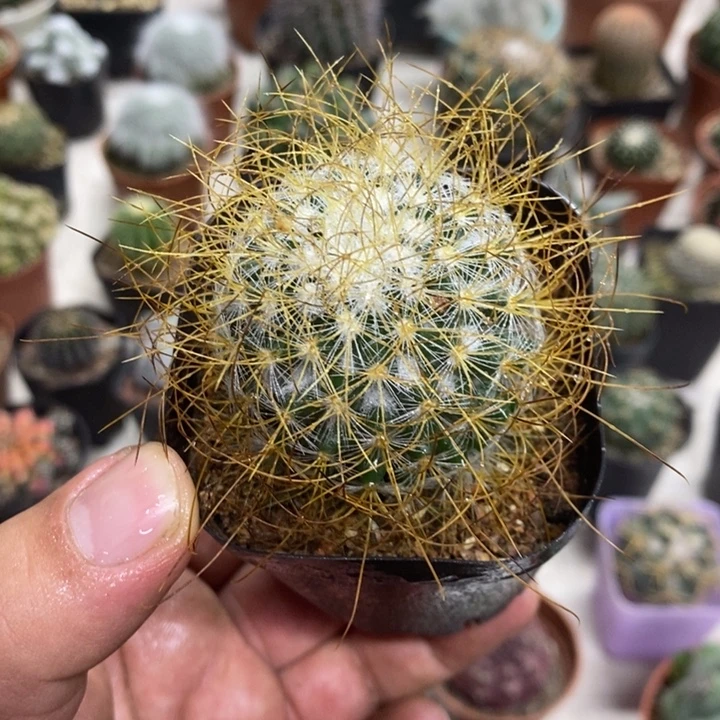 实生狂刺海泉特价