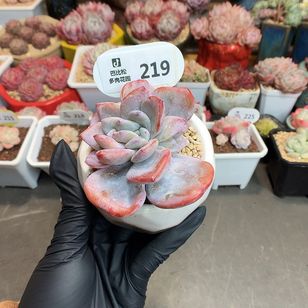 哈****?219 奶茶加盆多肉