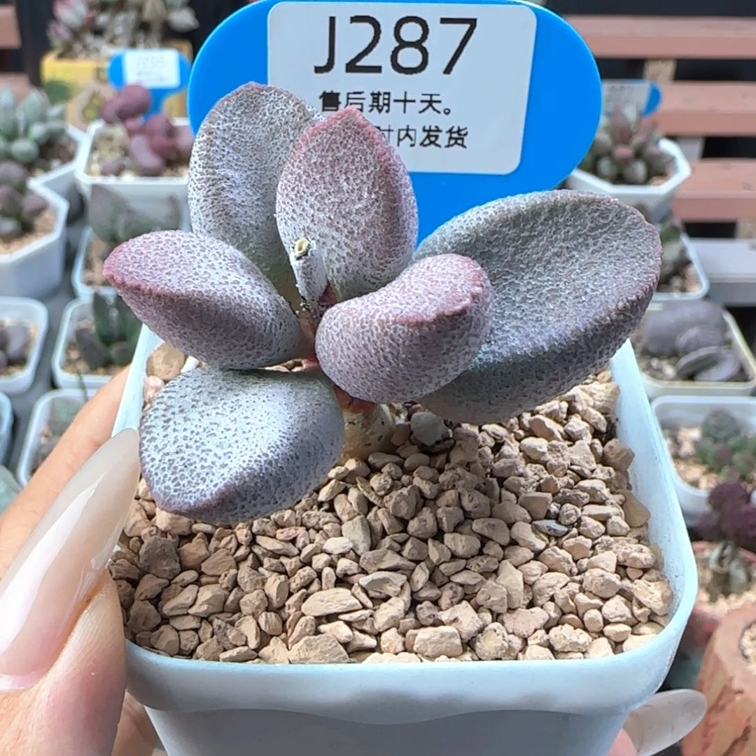 甜心。    287。