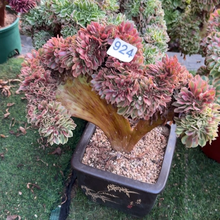 梦幻七彩法师缀化924