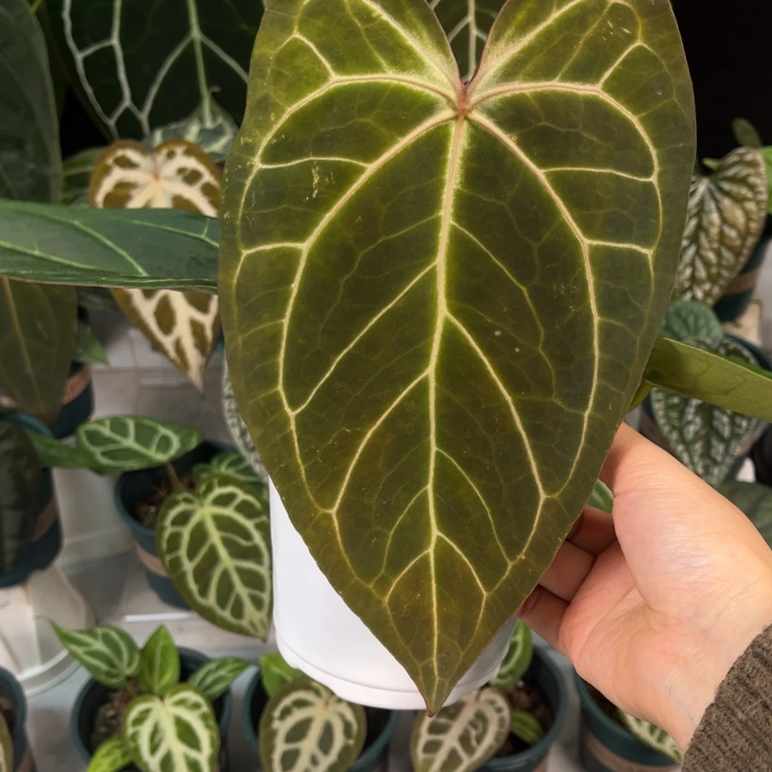 不开花植物红水晶杂华丽（有擦拭456