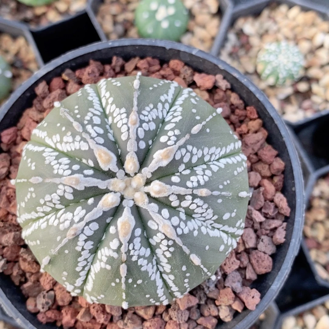 仙人球精品实生兜漂亮