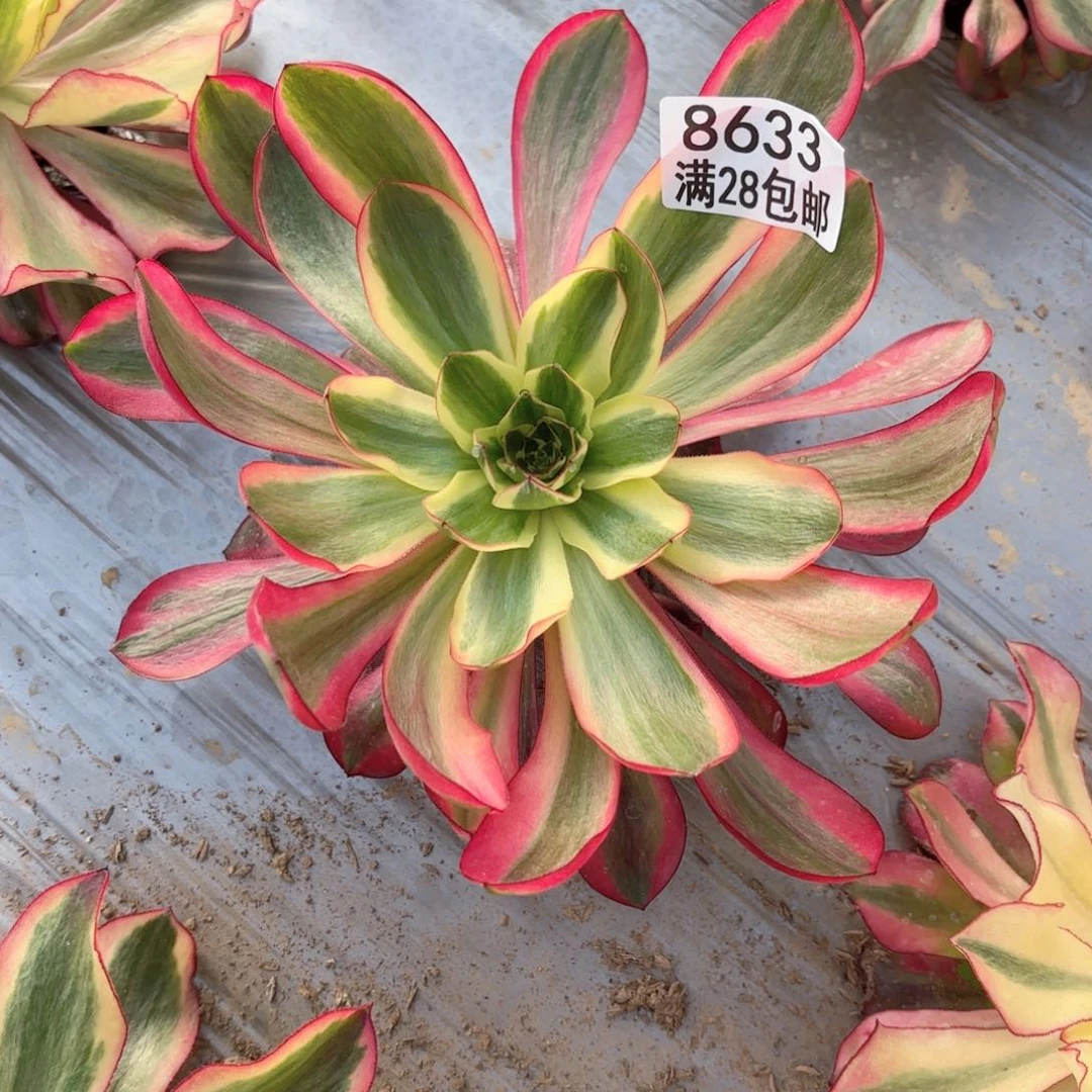C 8633红魔duo肉
