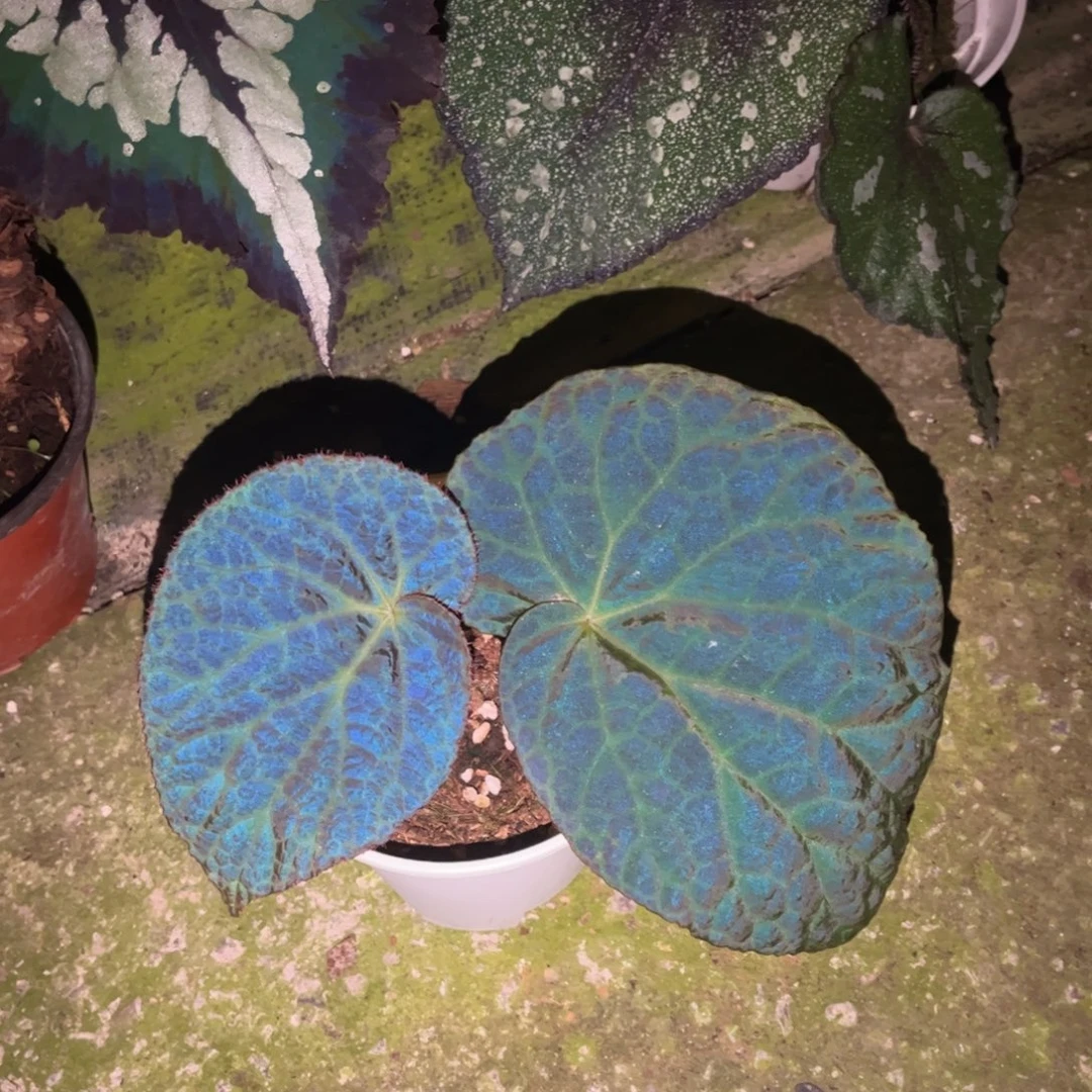 不开花植物黑滇缅56