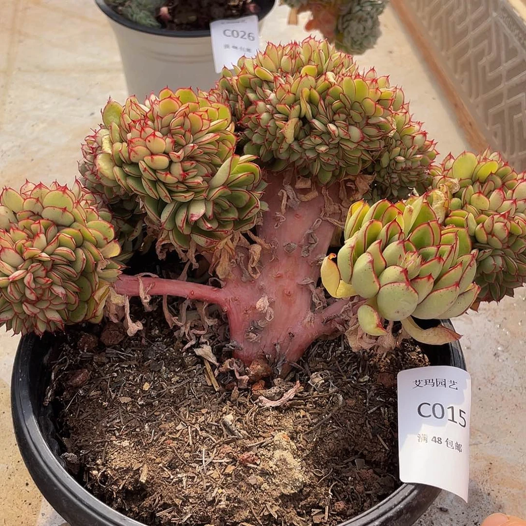 红花女王015 多肉多肉多肉