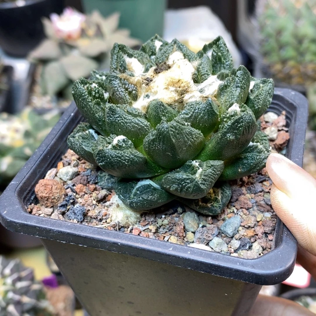 52号 自根 勃士杂6.8公分带盆土