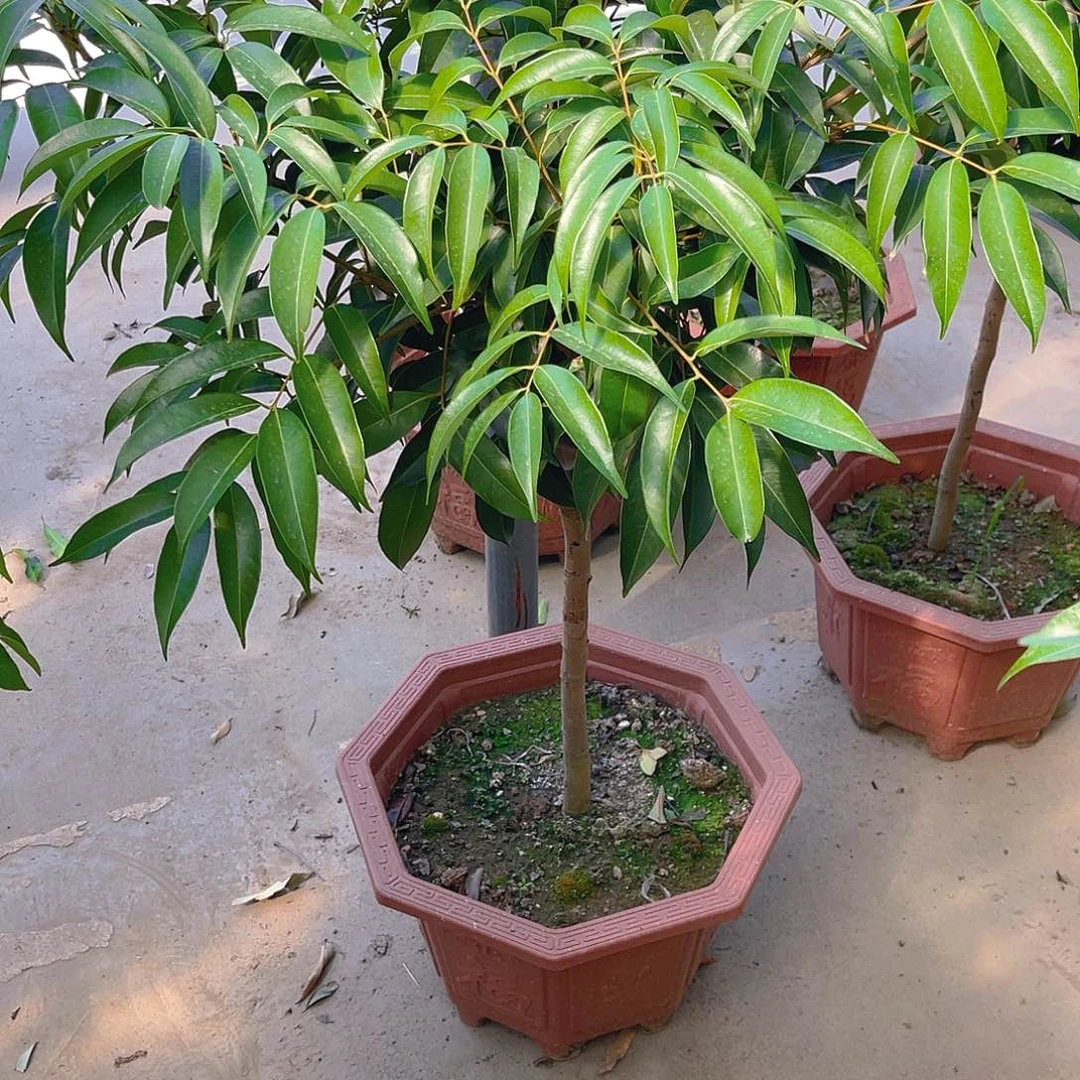 人***初完全开放果树果树1111