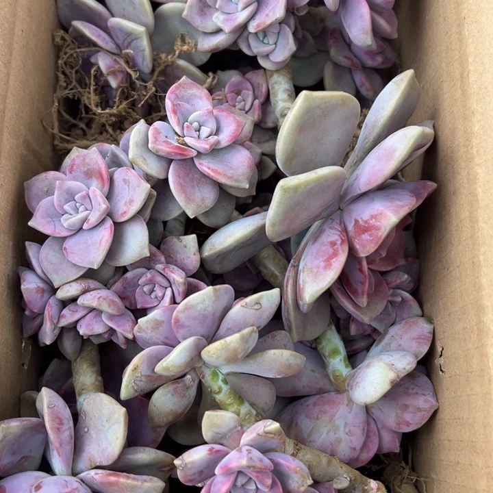地栽断头断枝紫乐装箱（断头掉叶不售后）