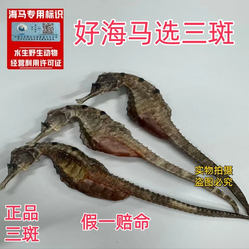 三斑海马【本港三斑海马】三斑海马正品