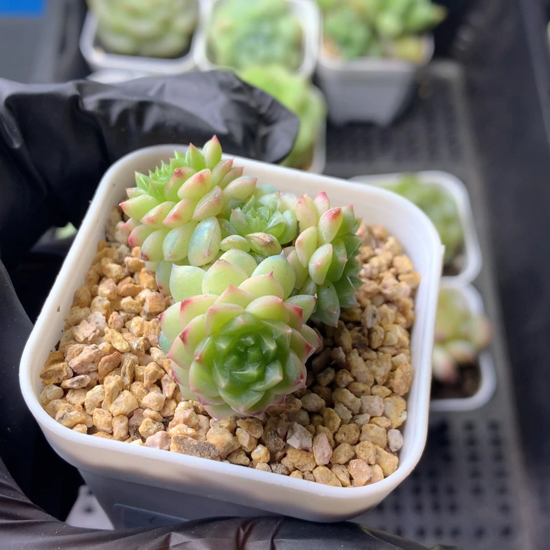 58包邮  群生不包整 81