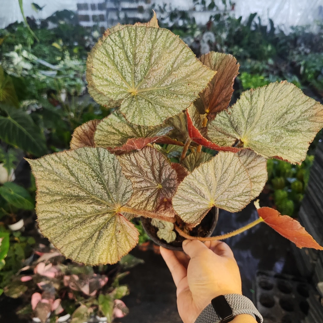 幻像秋海棠观叶植物室内绿植盆栽趣味桌面装饰阳台办公室
