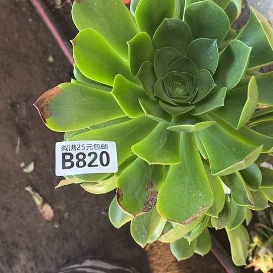 用****9多肉植物一个