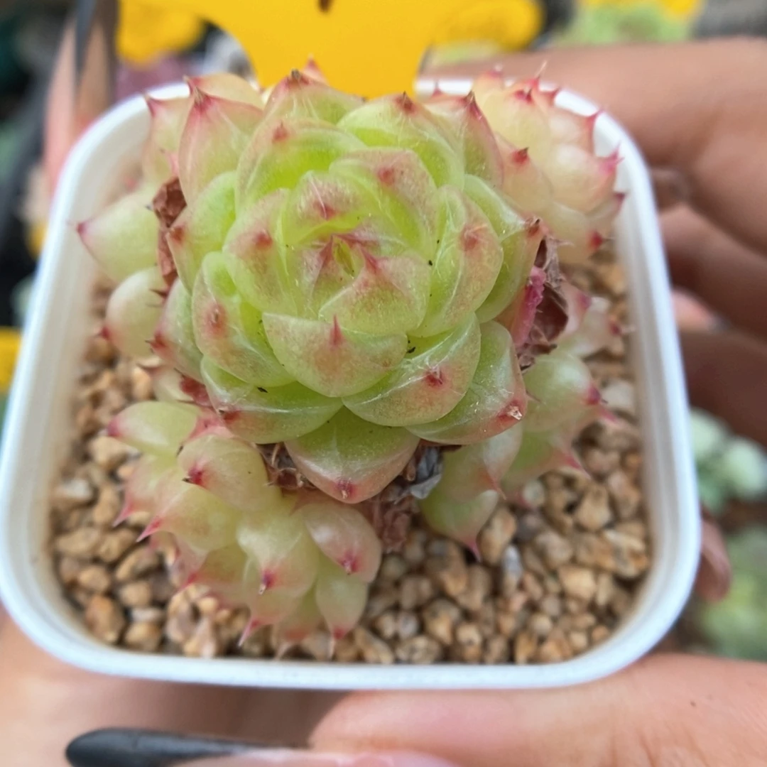 润玉珍妮捧花507号