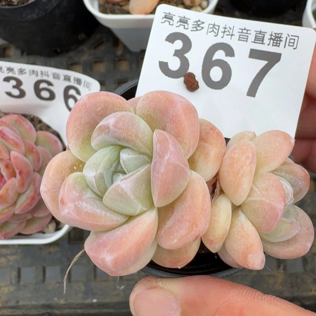 冰玉福利         多肉植物