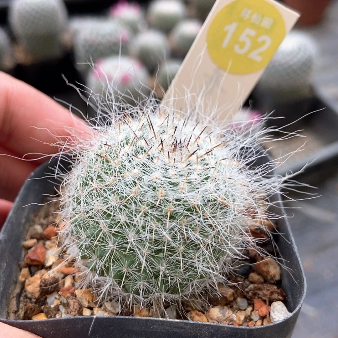 长刺长毛球一颗仙人球