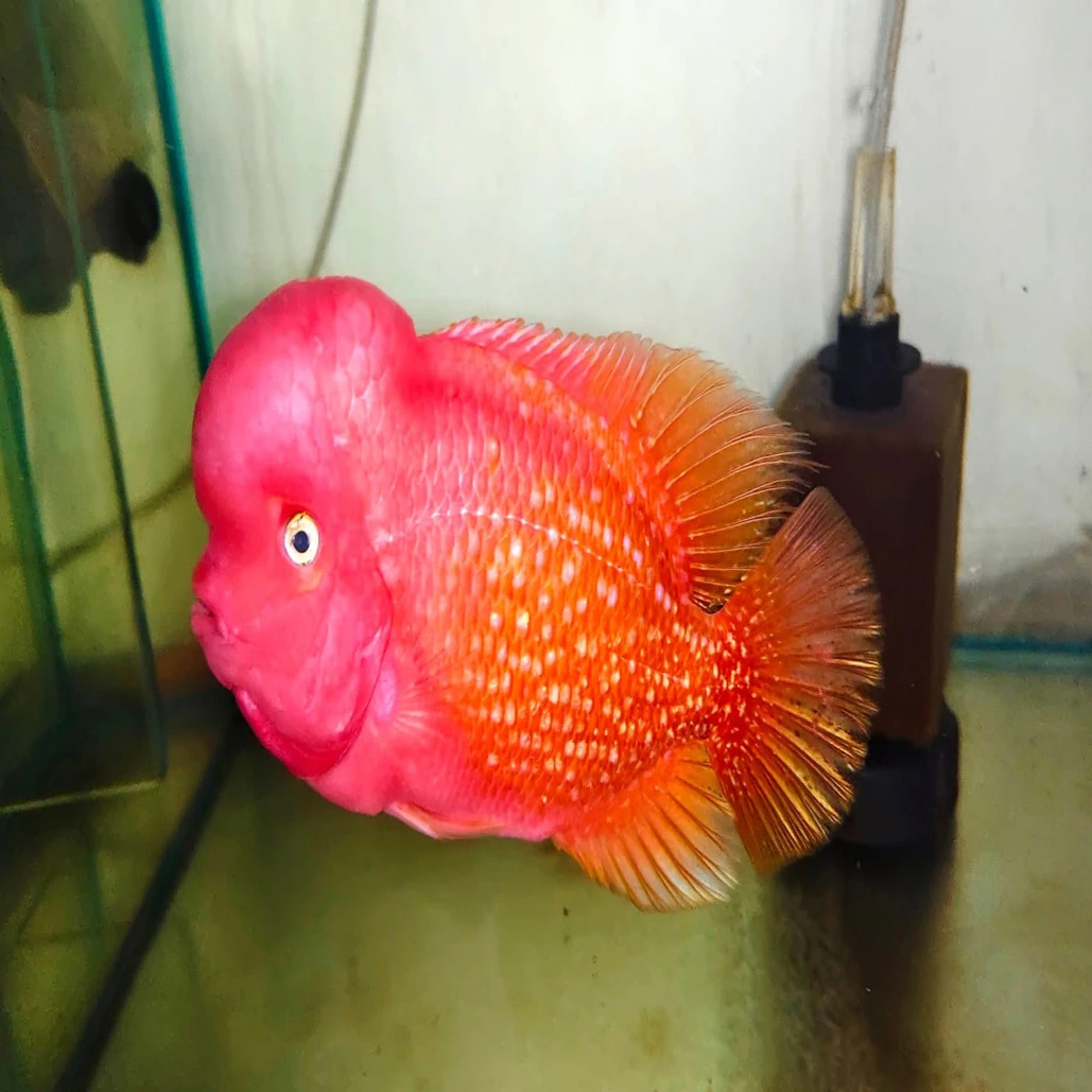 罗汉鱼古典火凤凰鱼苗