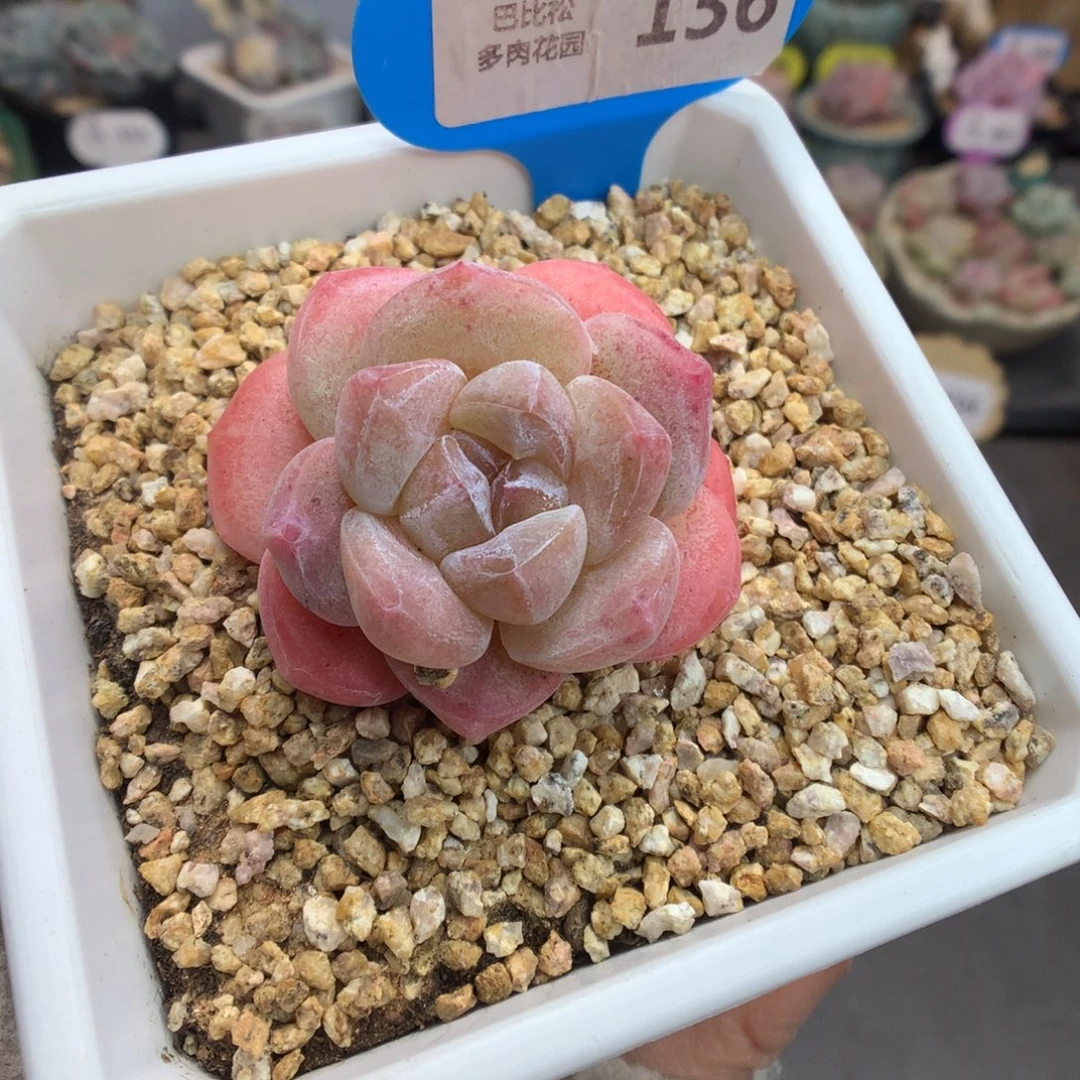 136韩国冰玉石化多肉植物