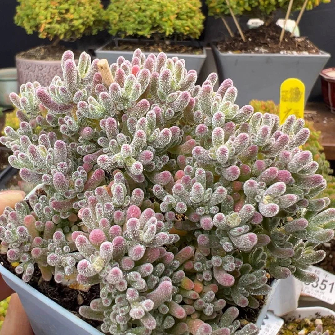 dy5415小老桩紫冰晶冠幅7.5cm