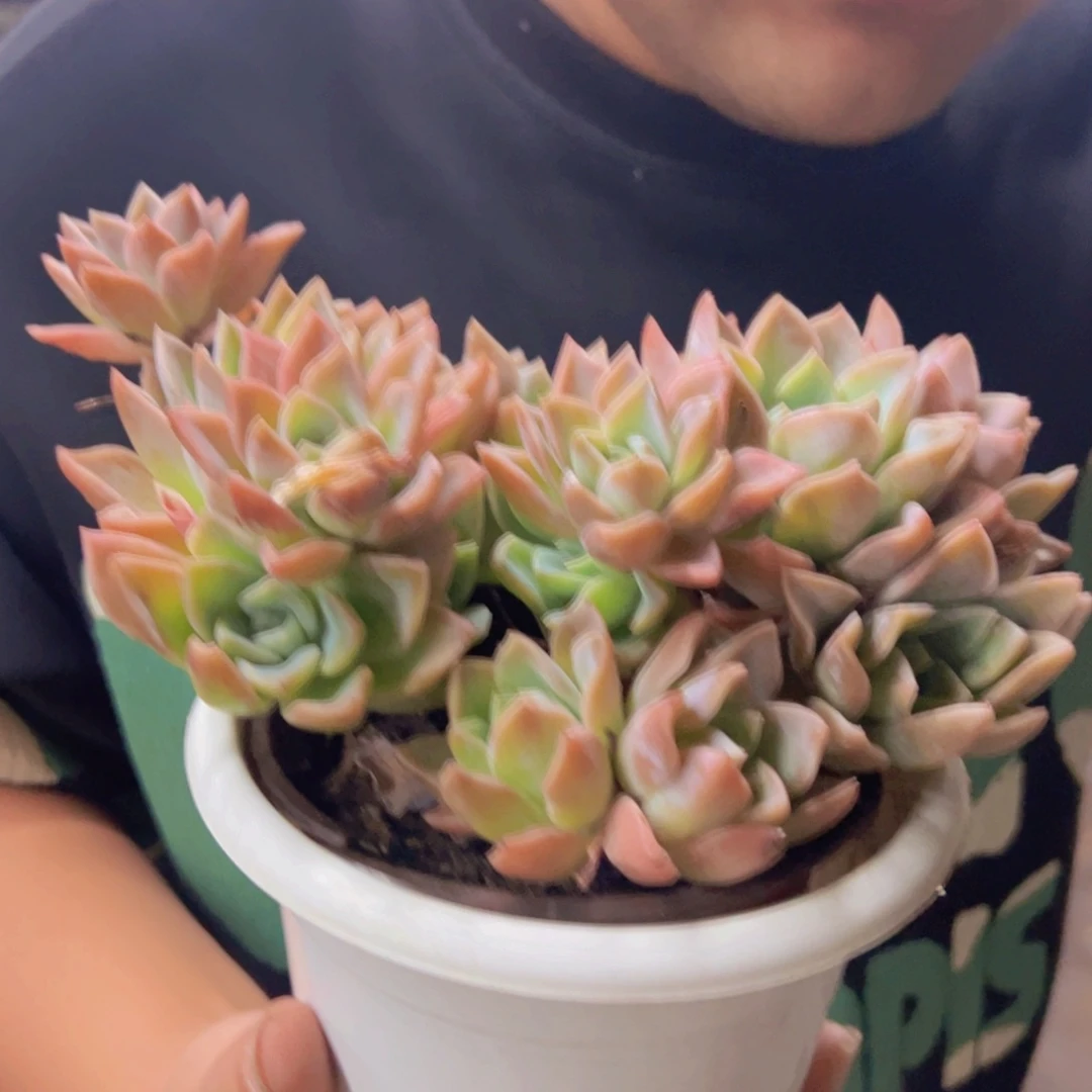 哈利沃森朵朵型两盆