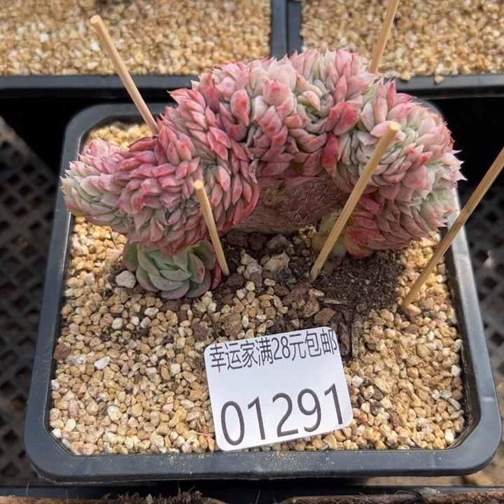 幸运的是我还没遇到你呢哈哈