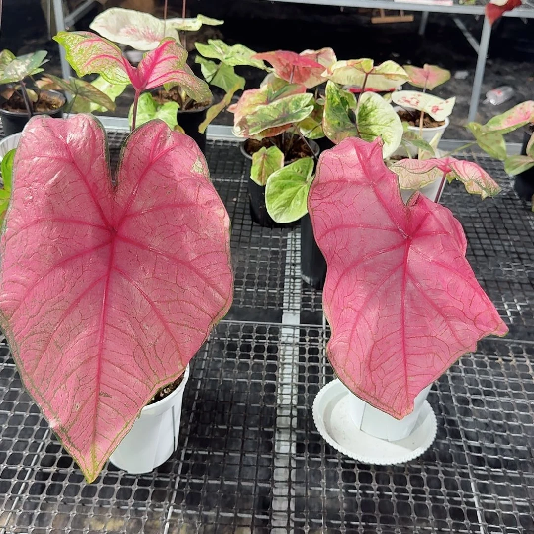 完全开放普彩安妮